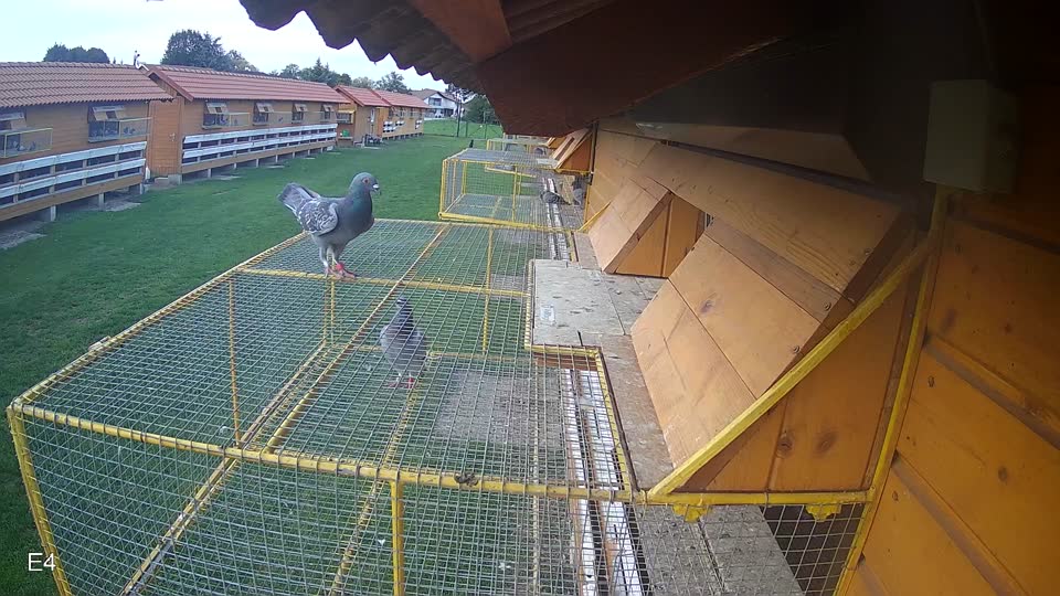 Pigeon Arrival Image For Race Final race 2