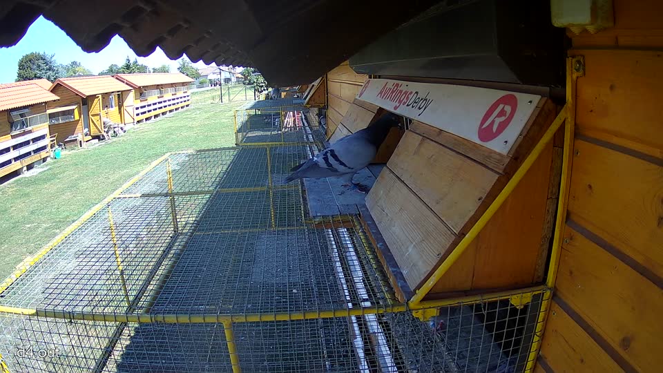 Pigeon Arrival Image For Race Race 3