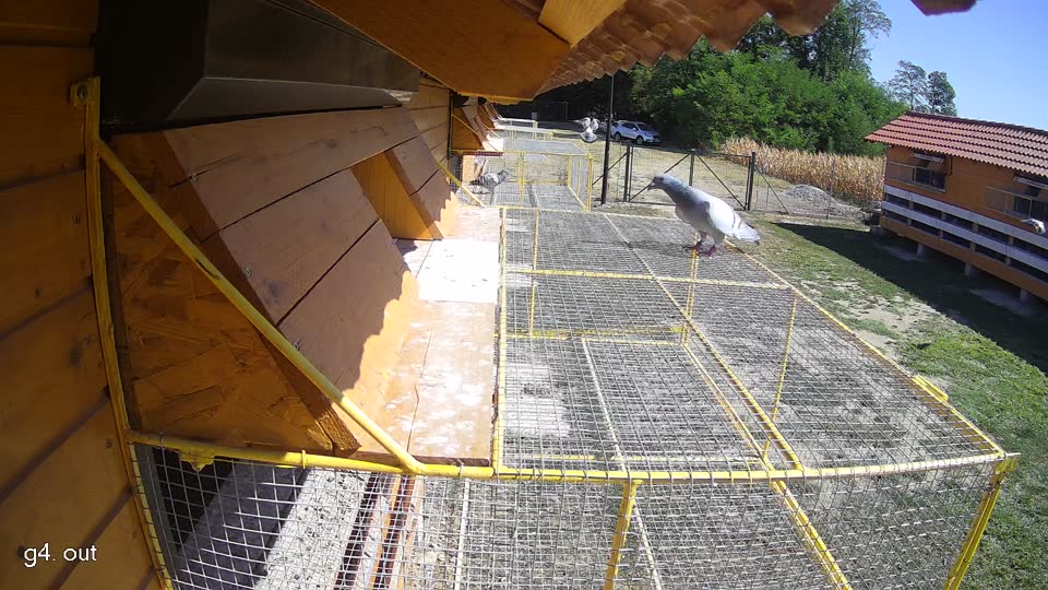Pigeon Arrival Image For Race Race 3