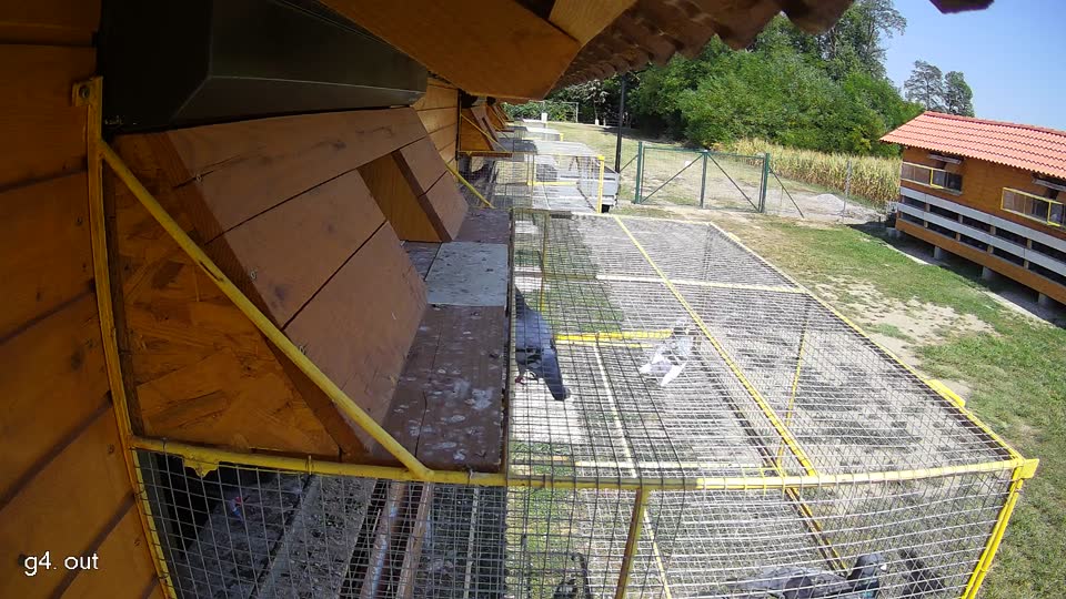 Pigeon Arrival Image For Race Race 1