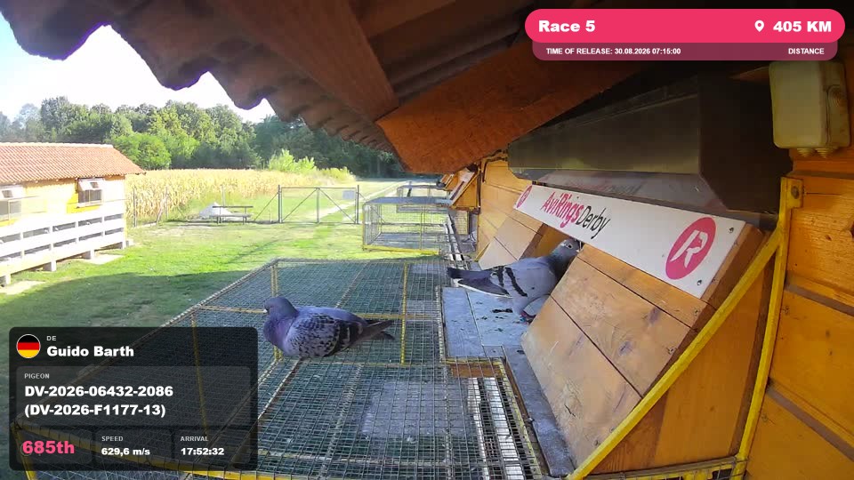 Pigeon Arrival Image For Race Race 5