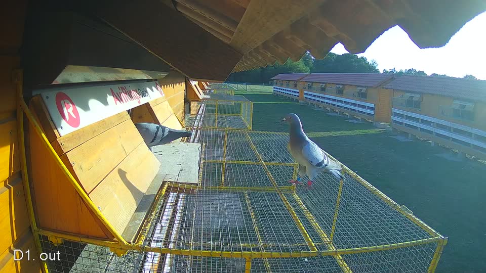 Pigeon Arrival Image For Race Race 5