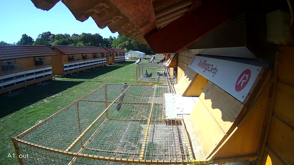 Pigeon Arrival Image For Race Final Race 1/3