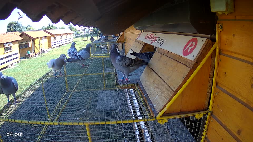 Pigeon Arrival Image For Race Race 2