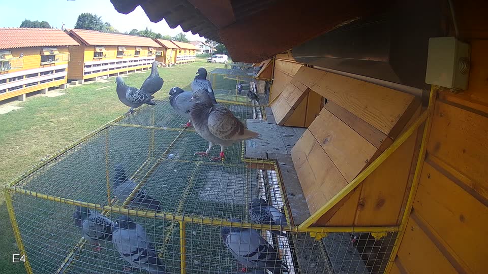 Pigeon Arrival Image For Race Race 4