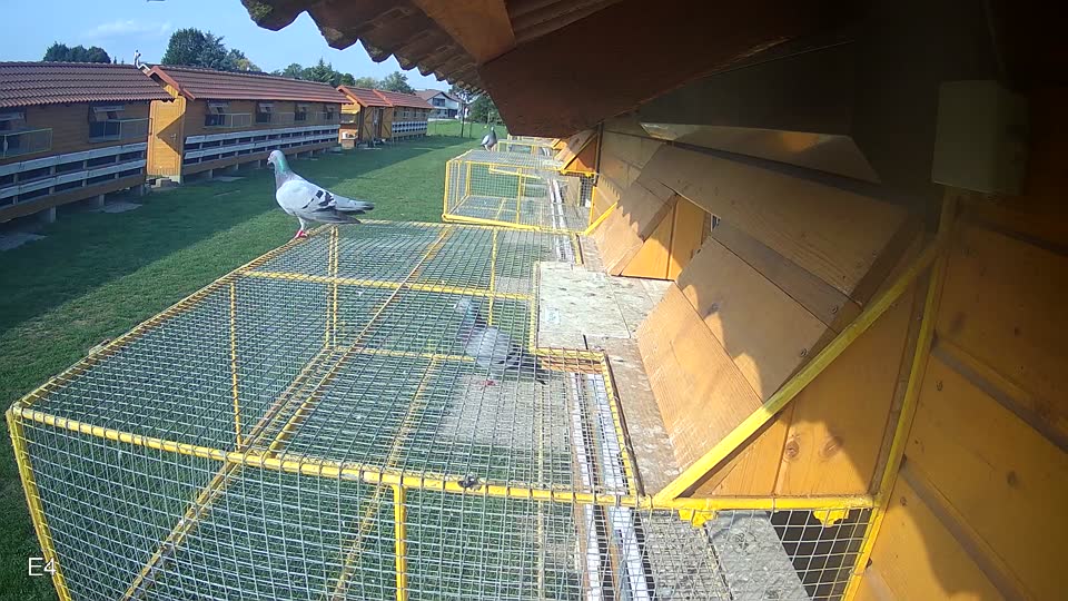 Pigeon Arrival Image For Race Final race 1