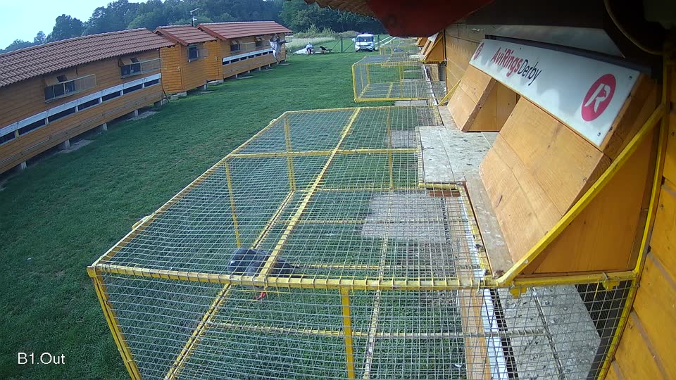 Pigeon Arrival Image For Race Final race 1