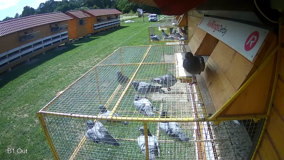 Pigeon Arrival Image For Race Race 6