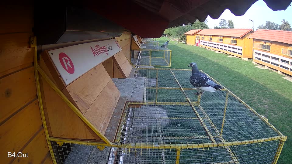 Pigeon Arrival Image For Race Final race 1