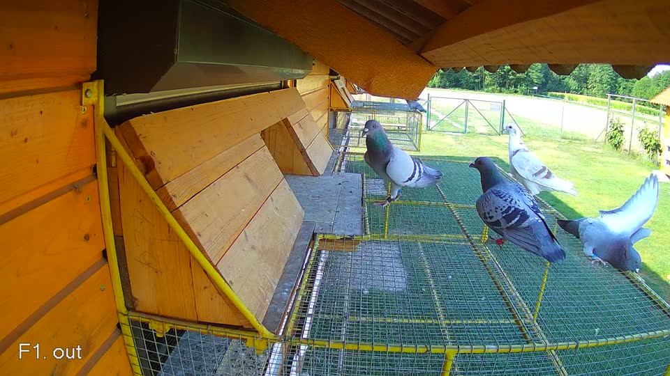 Pigeon Arrival Image For Race Race 1