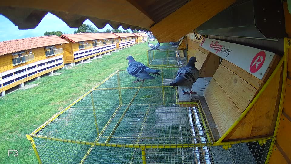 Pigeon Arrival Image For Race Race 4