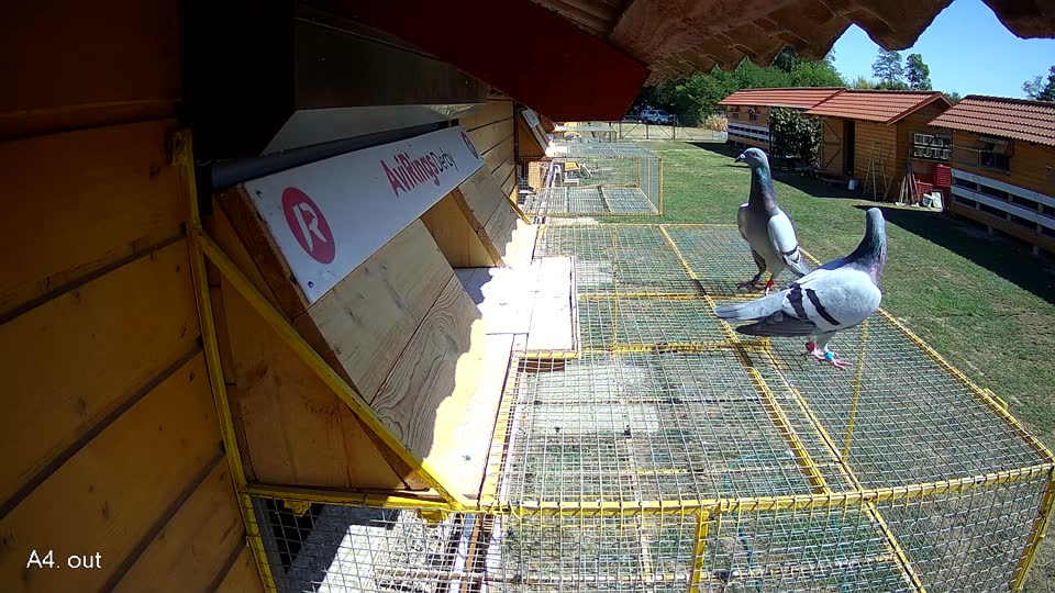 Pigeon Arrival Image For Race Race 3