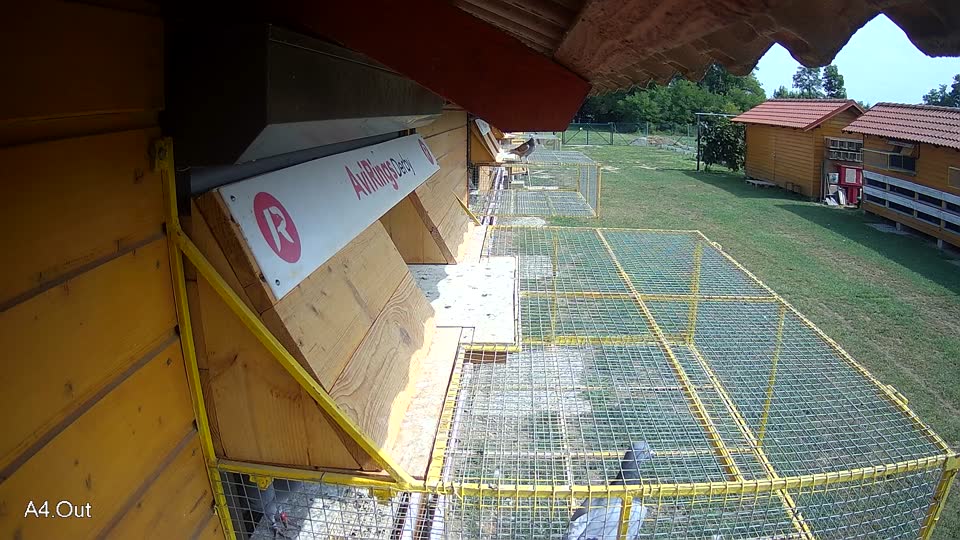Pigeon Arrival Image For Race Race 3