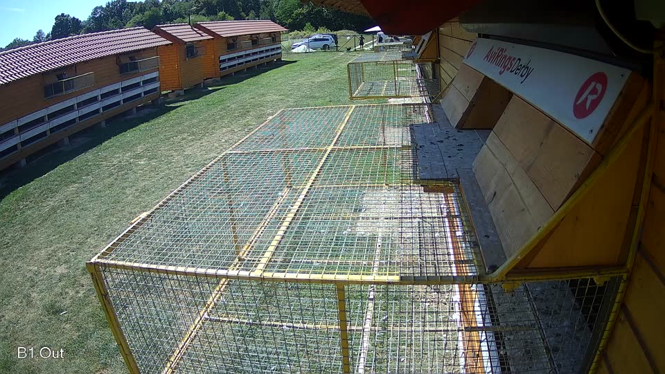 Pigeon Arrival Image For Race Race 5