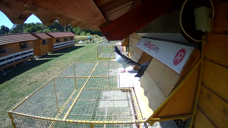 Pigeon Arrival Image For Race Race 3