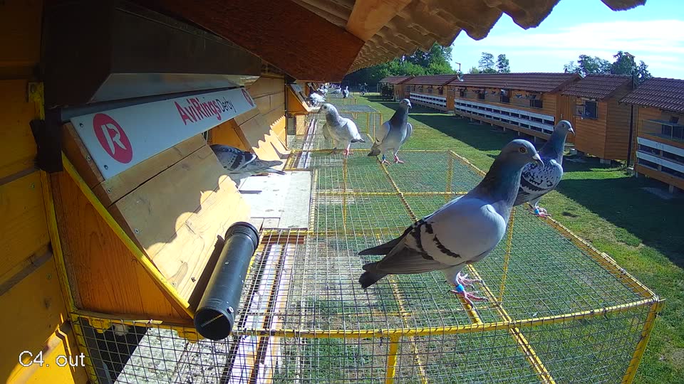 Pigeon Arrival Image For Race Race 2