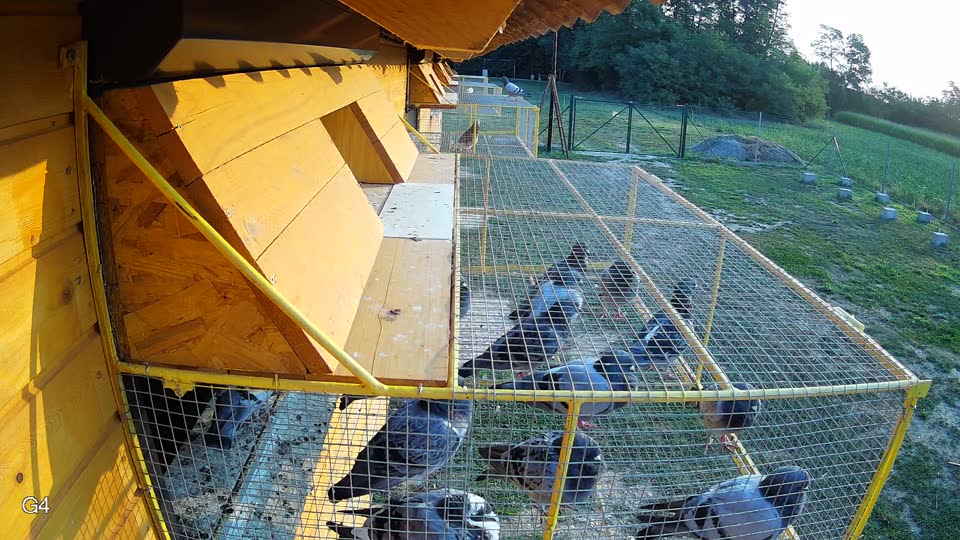 Pigeon Arrival Image For Race Race 4