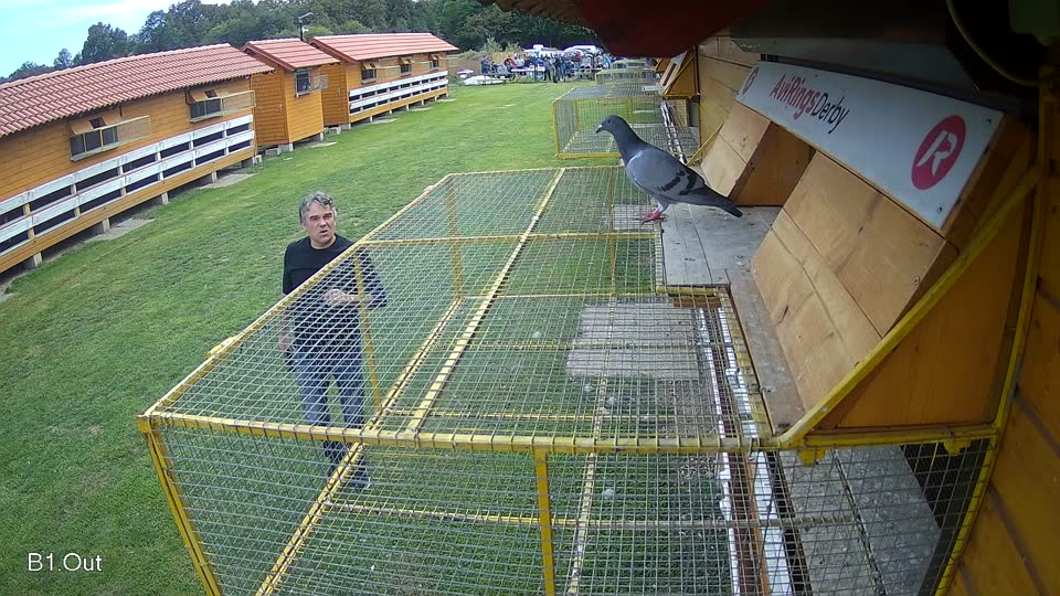 Pigeon Arrival Image For Race Final race 3