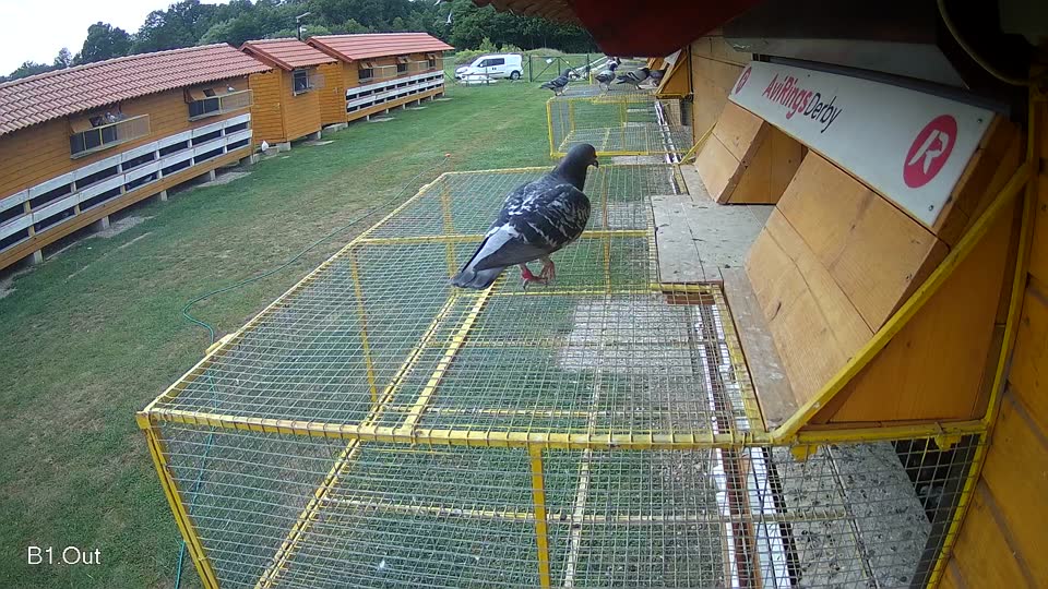 Pigeon Arrival Image For Race Race 3