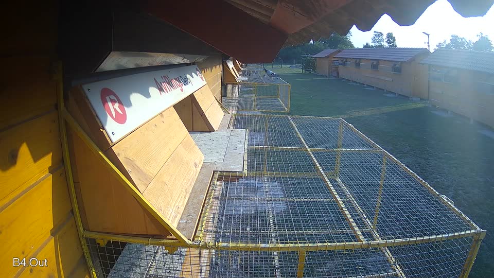 Pigeon Arrival Image For Race Race 4