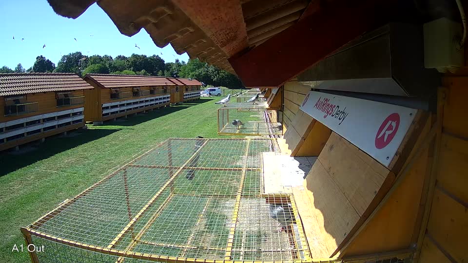Pigeon Arrival Image For Race Race 2