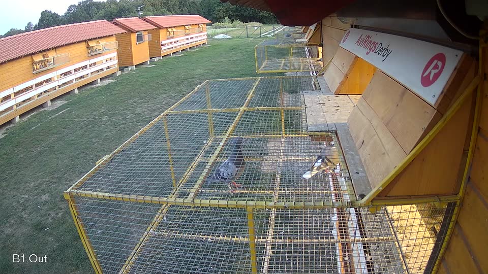 Pigeon Arrival Image For Race Race 5