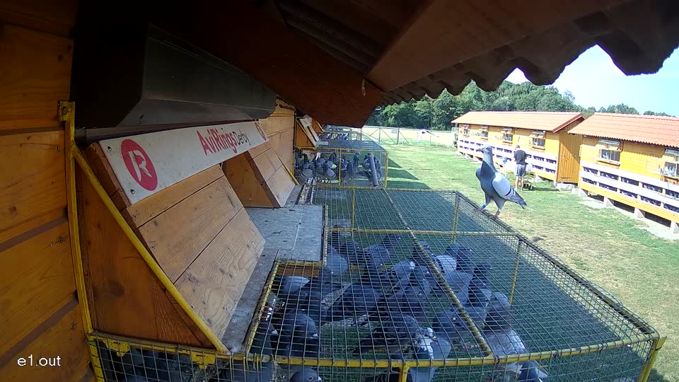 Pigeon Arrival Image For Race Race 1
