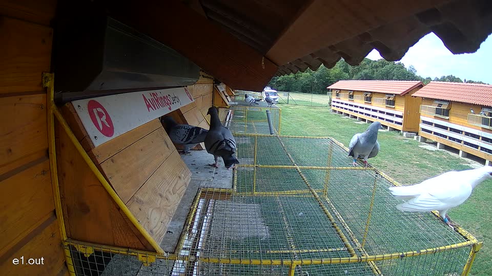 Pigeon Arrival Image For Race Race 4