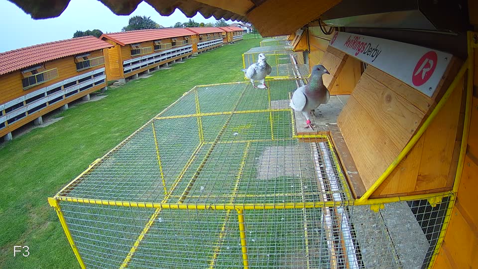 Pigeon Arrival Image For Race Final race 3