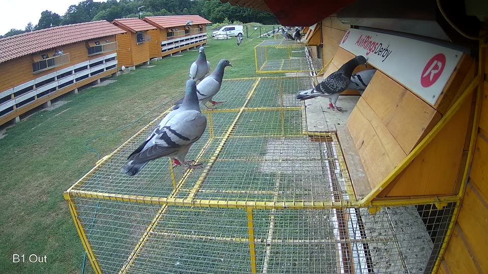 Pigeon Arrival Image For Race Race 3