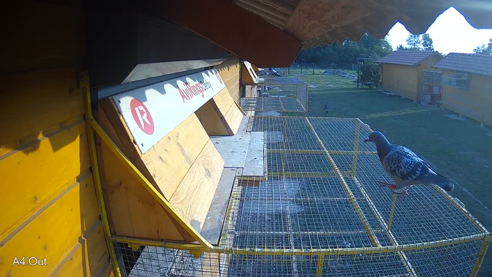 Pigeon Arrival Image For Race Race 4