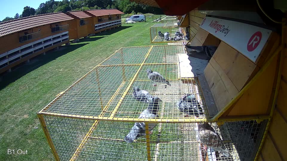 Pigeon Arrival Image For Race Race 2