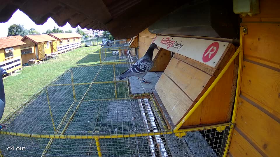 Pigeon Arrival Image For Race Race 1