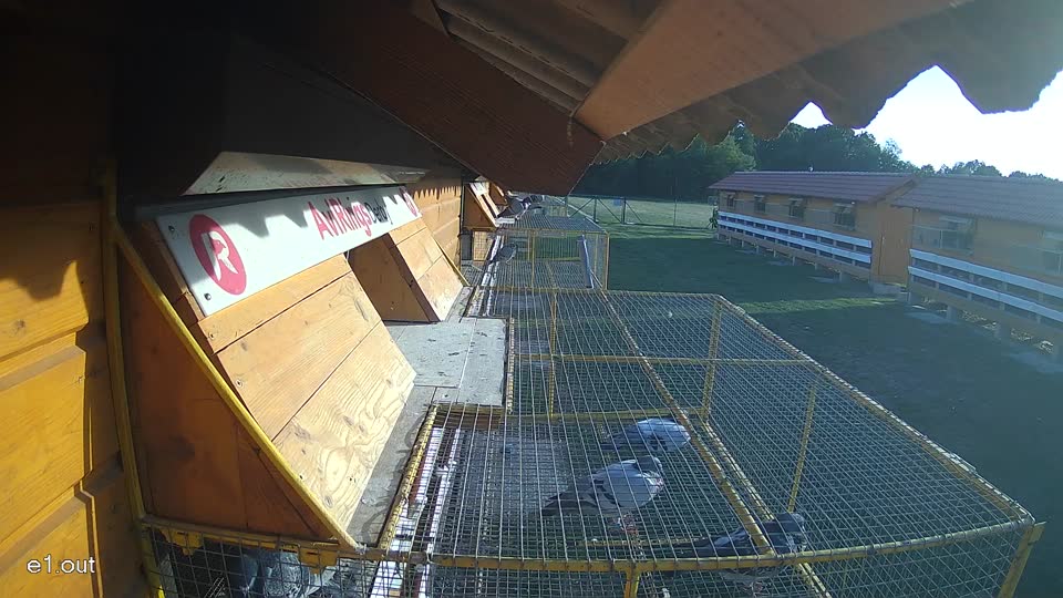 Pigeon Arrival Image For Race Race 5