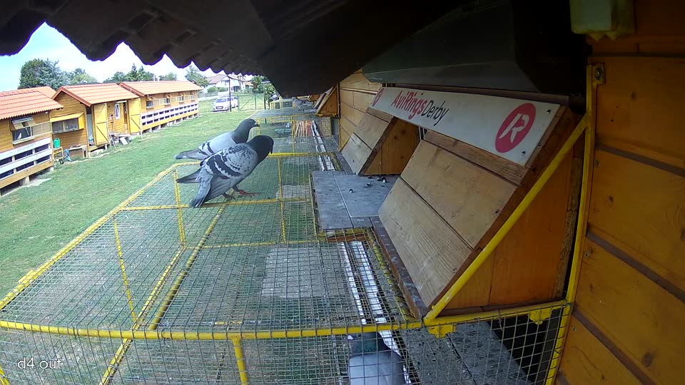 Pigeon Arrival Image For Race Race 4