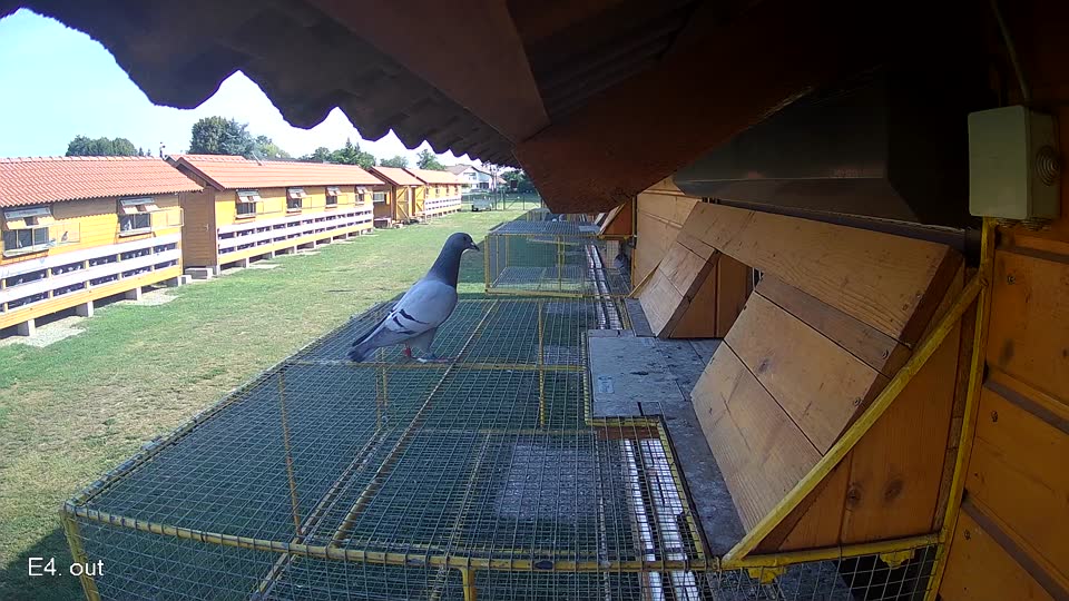 Pigeon Arrival Image For Race Race 1