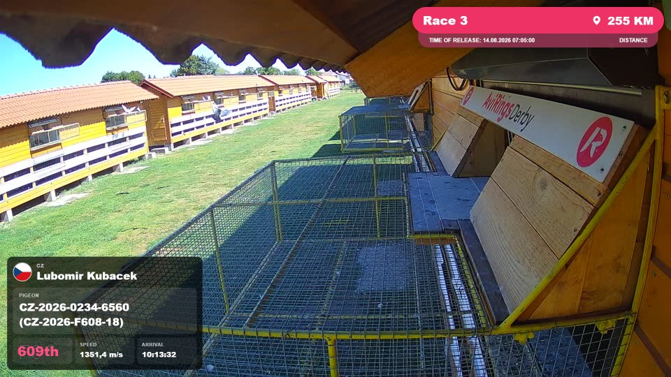 Pigeon Arrival Image For Race Race 3