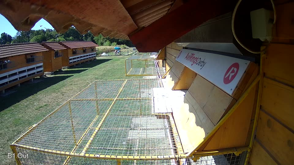 Pigeon Arrival Image For Race Race 3