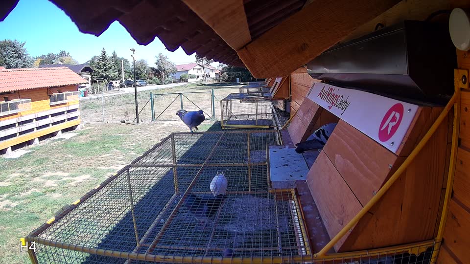 Pigeon Arrival Image For Race Final Race 1/3