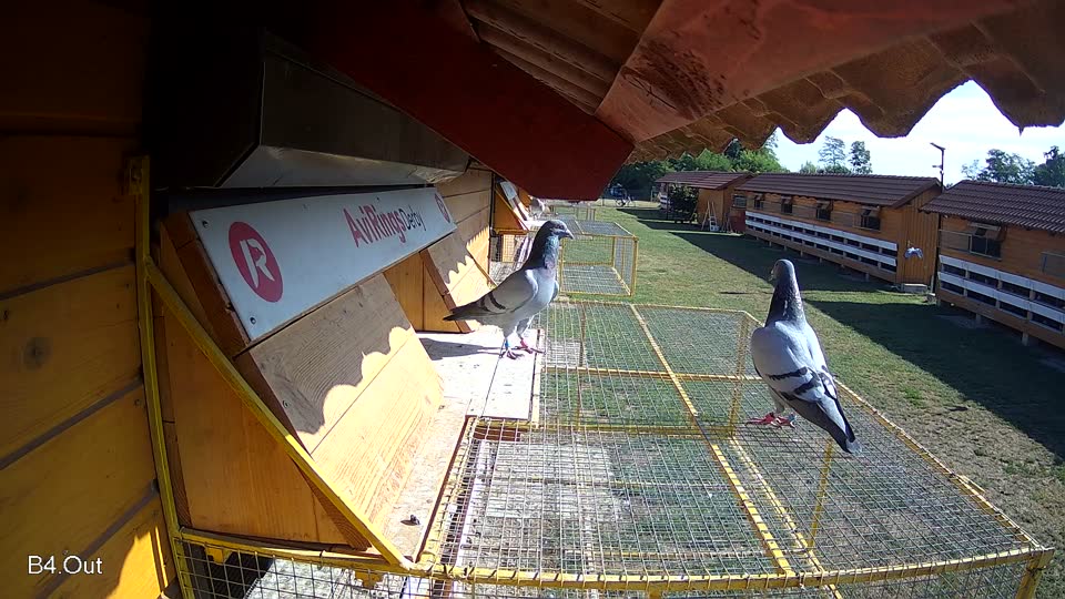 Pigeon Arrival Image For Race Race 2