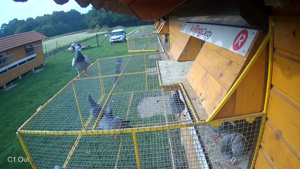 Pigeon Arrival Image For Race Final race 1