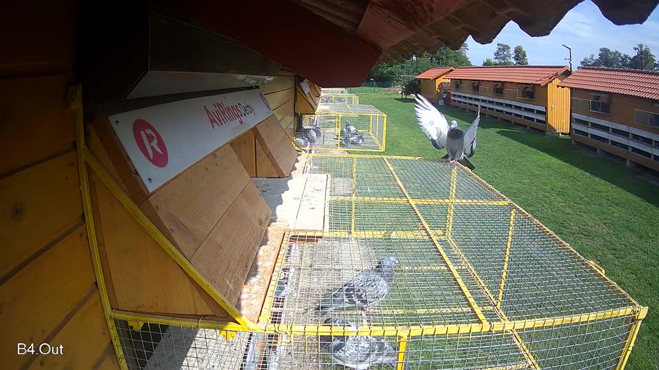 Pigeon Arrival Image For Race Final race 2