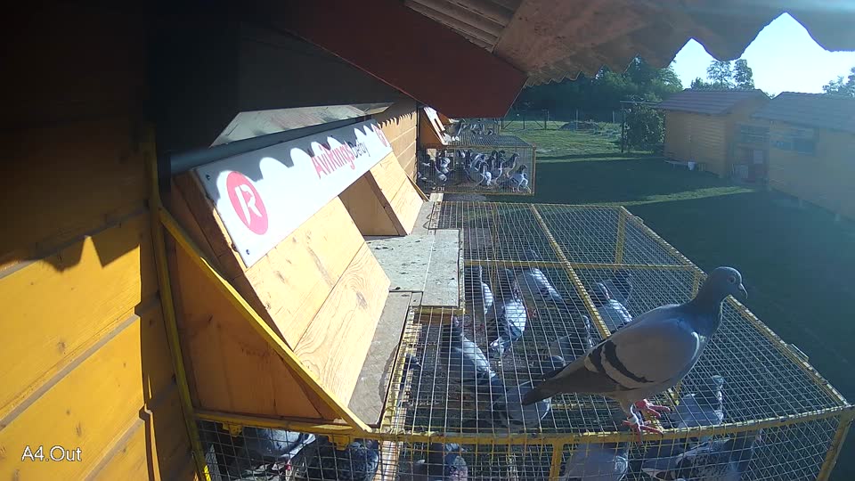 Pigeon Arrival Image For Race Race 4