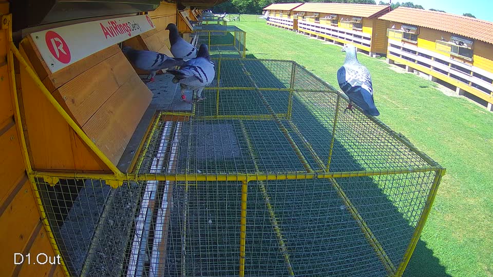 Pigeon Arrival Image For Race Race 2