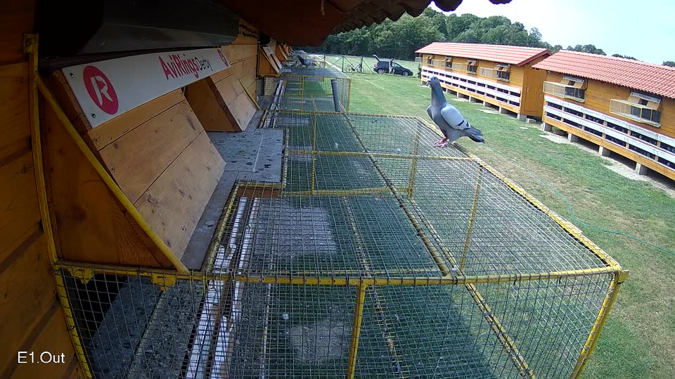Pigeon Arrival Image For Race Race 3