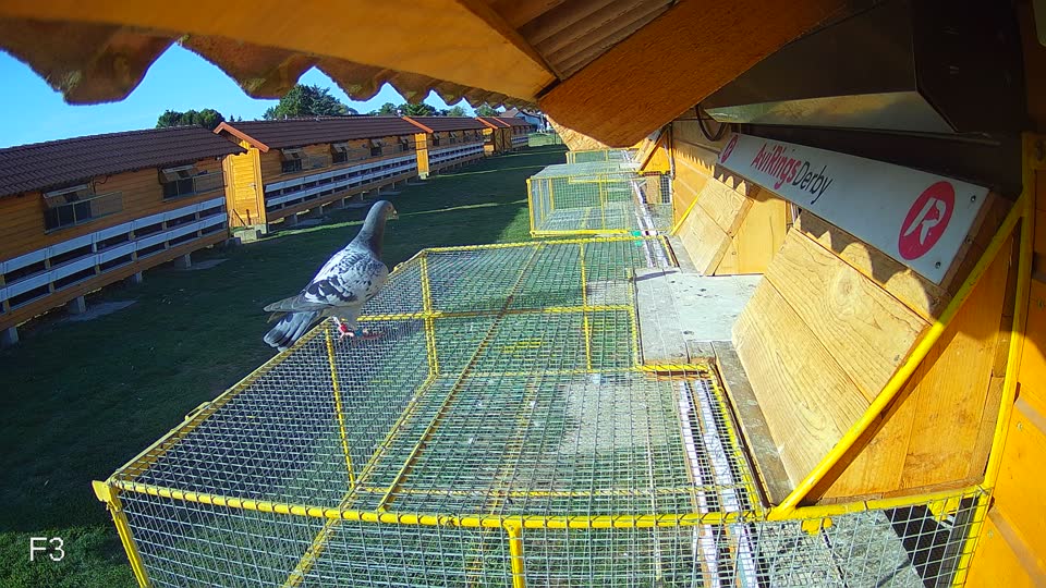 Pigeon Arrival Image For Race Race 5