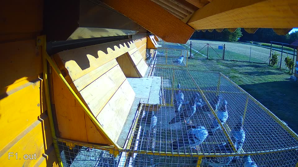 Pigeon Arrival Image For Race Race 3