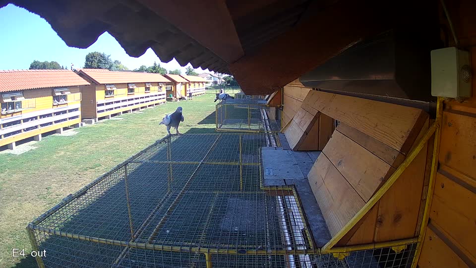 Pigeon Arrival Image For Race Race 2