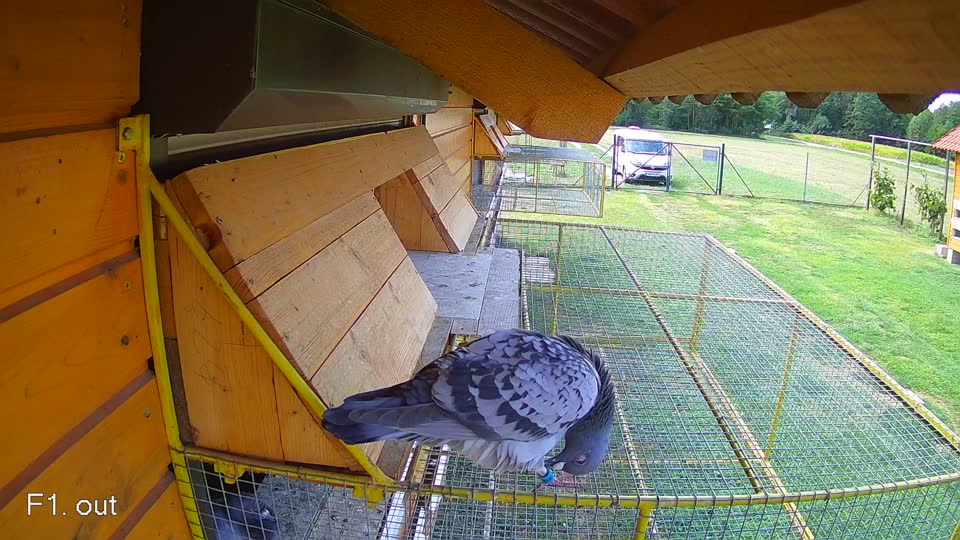 Pigeon Arrival Image For Race Race 4