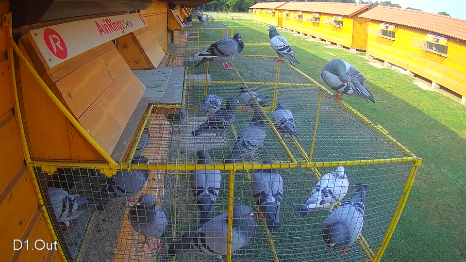 Pigeon Arrival Image For Race Race 4